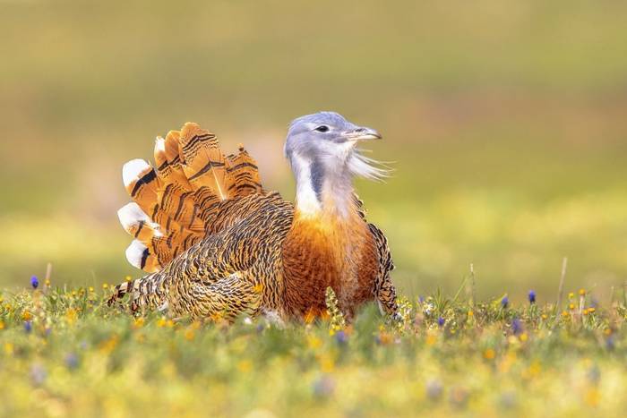 Great Bustard shutterstock_2184797665.jpg