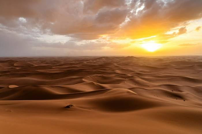 Wildlife of the Moroccan Sahara – Photo Gallery