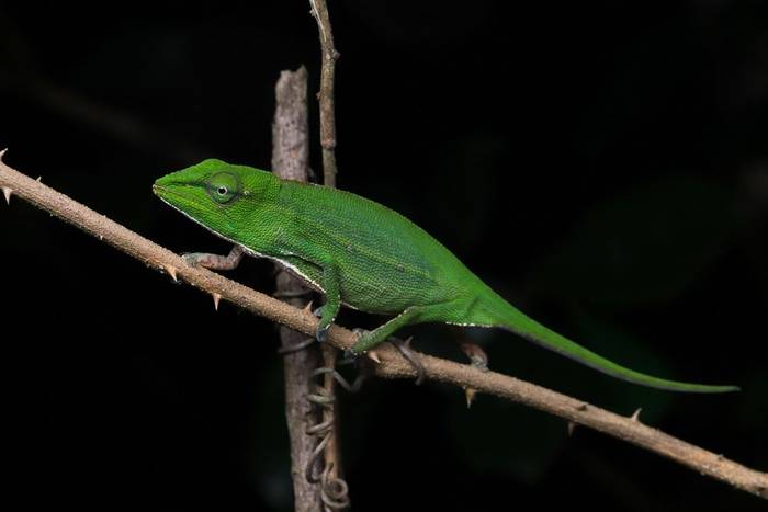 Perinet Chameleon (Calumma gastrotaenia) © Bobby and Laura Bok, March 2026