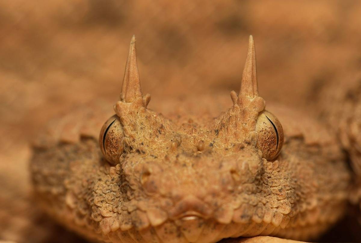 The Reptiles and Amphibians of Morocco