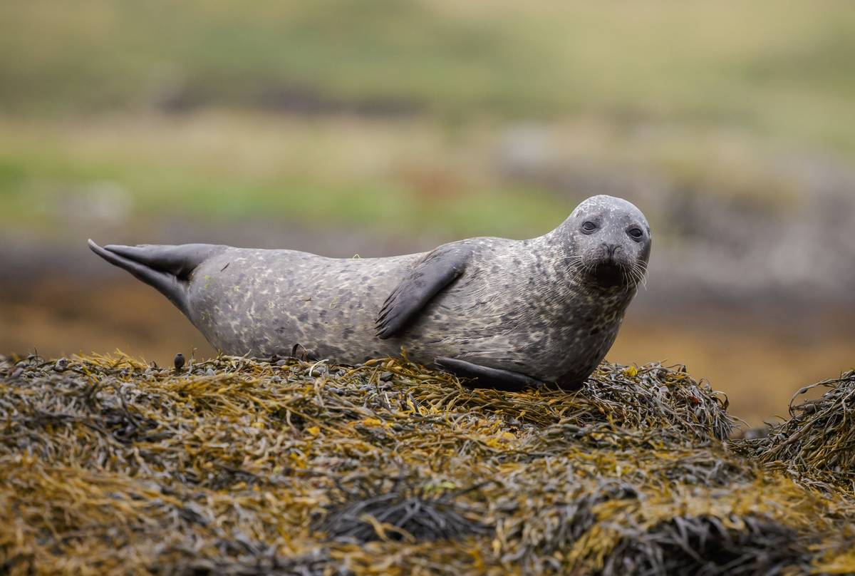 Grey Seal (Halichoerus grypus)