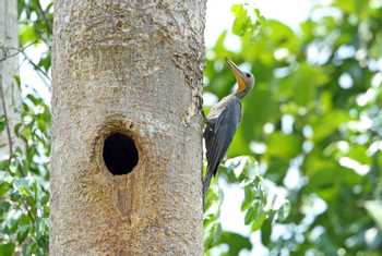 Great Slaty Woodpecker, Nepal shutterstock_335903021.jpg