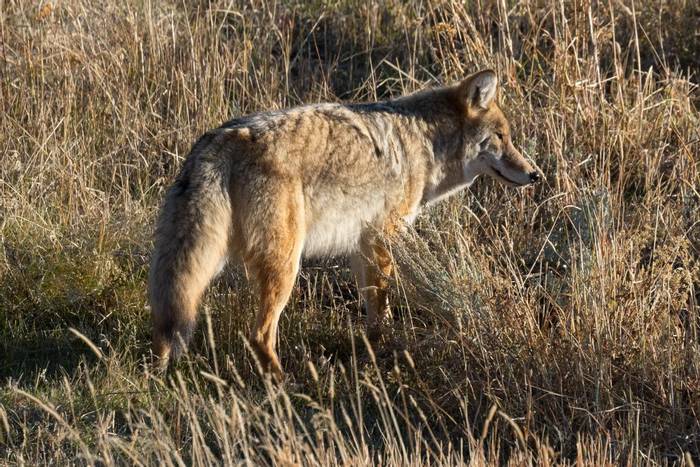 Coyote © Christopher Hutchinson
