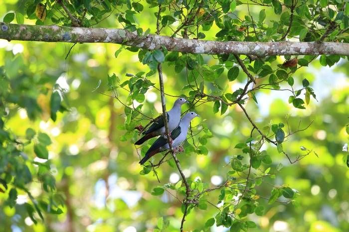 Island Imperial Pigeons, Papua New Guinea shutterstock_729002113.jpg