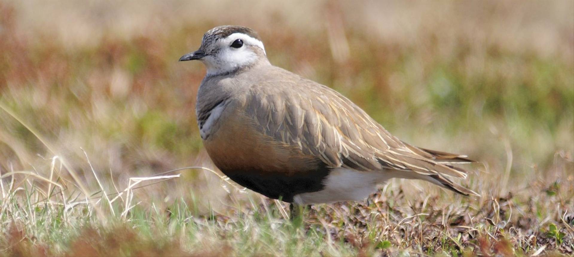 Dotterel (David Fearne)