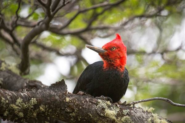 Magellanic Woodpecker, Argentina shutterstock_629979749.jpg