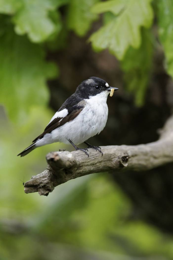 Pied Flycatcher