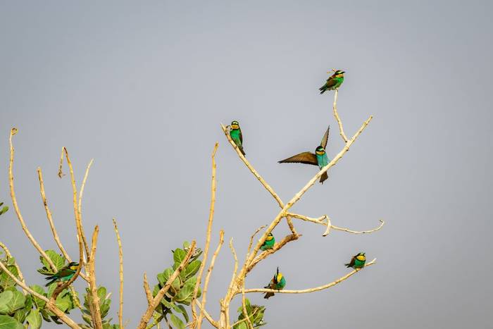 European Bee-eaters © Adam Court, March 2026 tour