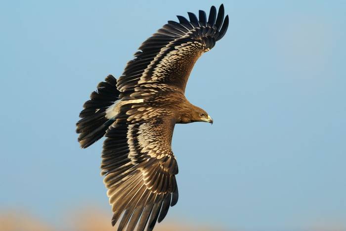 Greater Spotted Eagle.