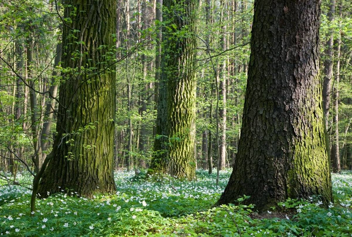 Bialowieza Forest, Poland Shutterstock 45562645