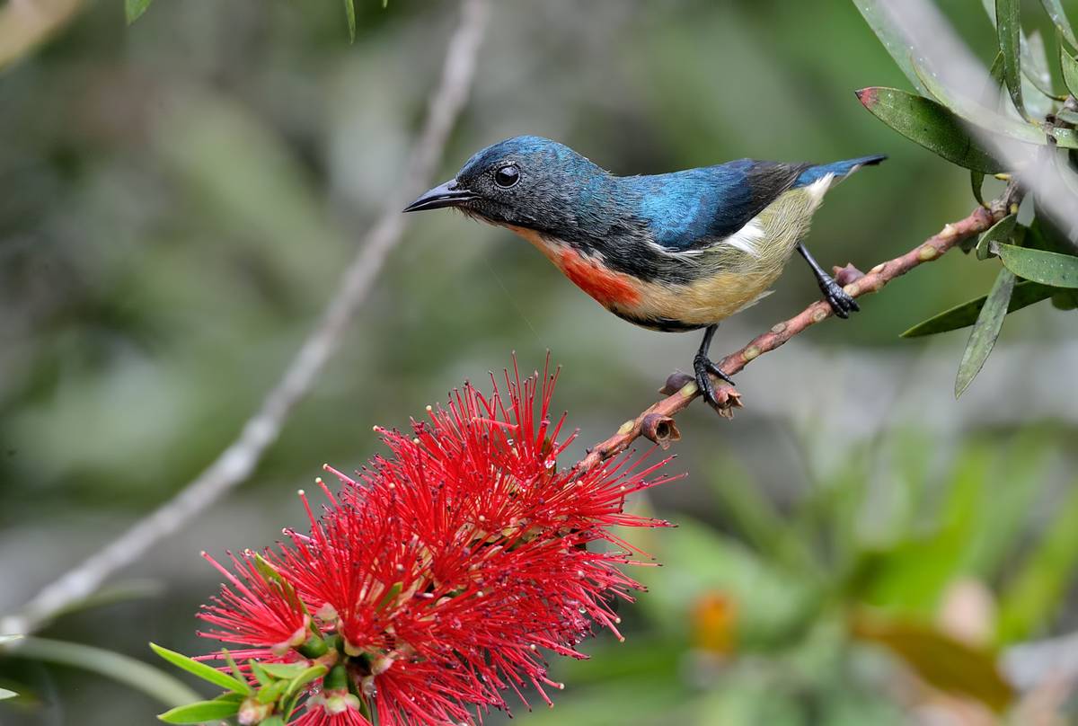 Fire-breasted Flowerpecker, Nepal shutterstock_1089228092.jpg
