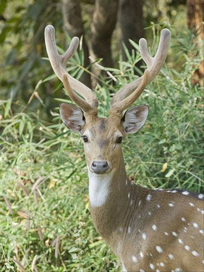 Spotted Deer (Paul Marshall)