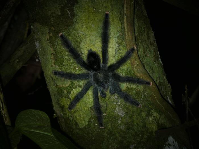 Pink-toed Tarantula.JPG