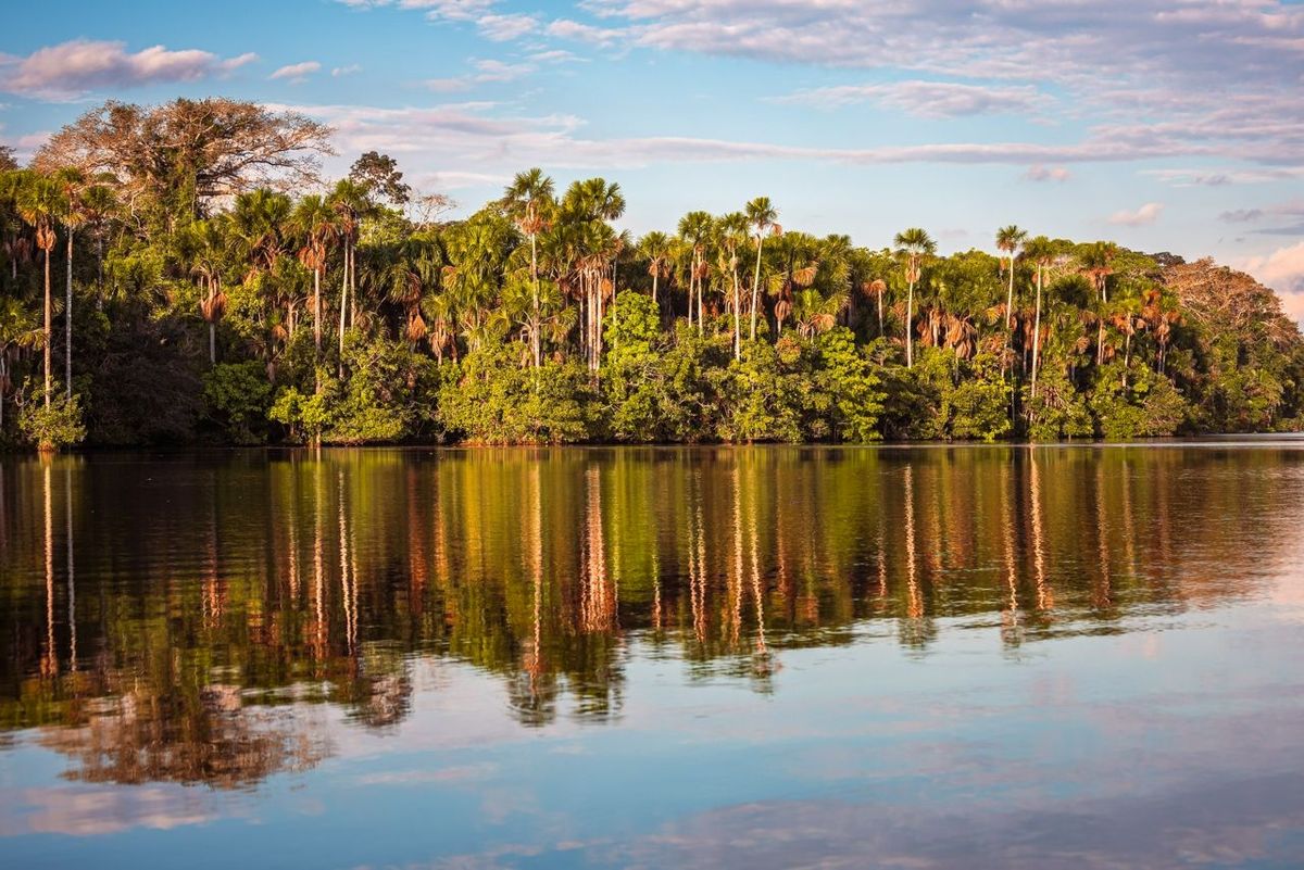 View of the Sandoval Lake with beautiful Mauritia palm trees reflecting on the calm waters of the lake, Tambopata Natural Re…