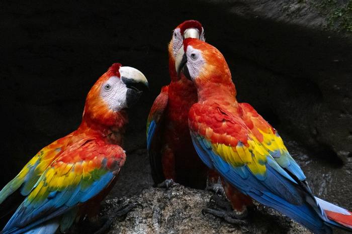 Scarlet Macaw © Jaime Culebras