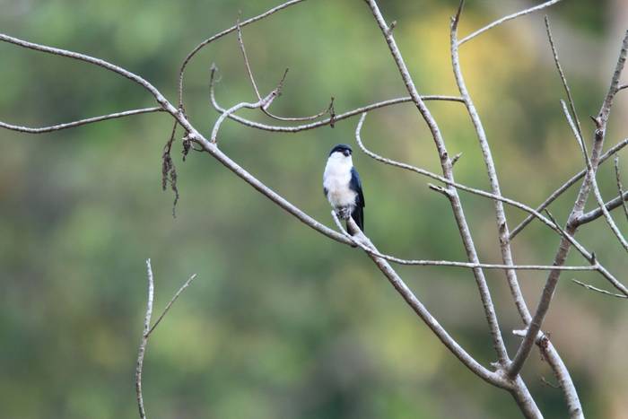 Philippine Falconet