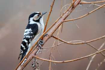 Lesser Spotted Woodpecker shutterstock_258010163.jpg