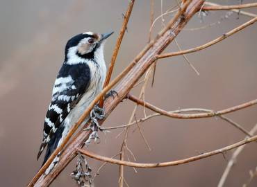 New Forest & Keyhaven (Day Trip)