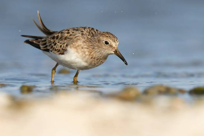 Temminck's Stint, Sicily shutterstock_2247781419.jpg