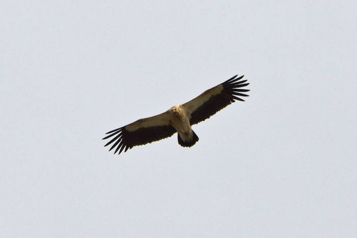 Himalayan Griffon Vulture © Alan Curry