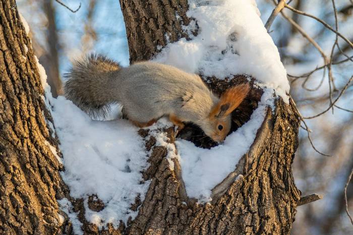 Red Squirrel Shutterstock 1247631472