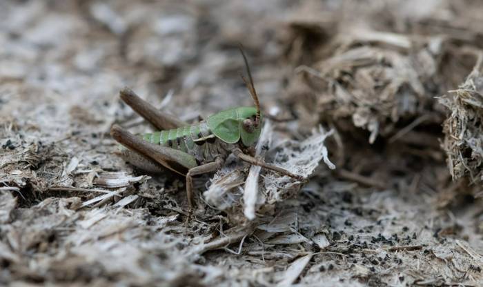 Wart-biter nymph (Bob Eade)