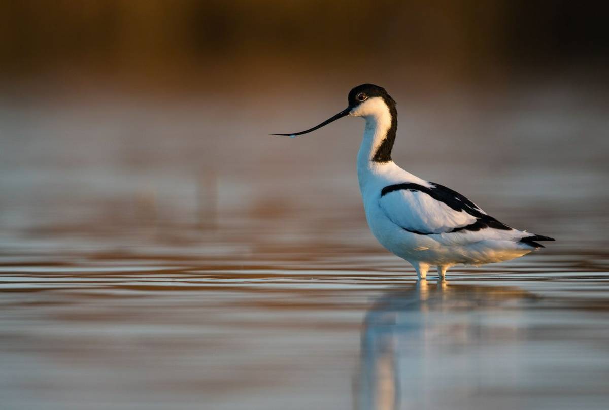 Pied Avocet shutterstock_1398912443.jpg