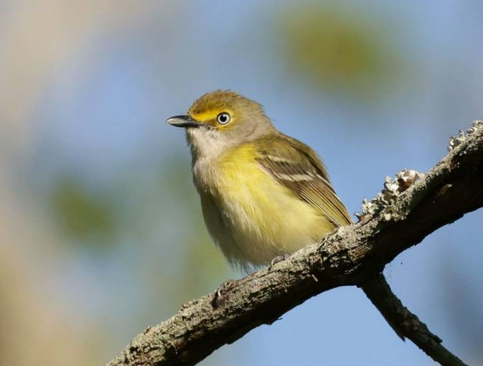 White-eyed Vireo by Barrie Cooper.jpg