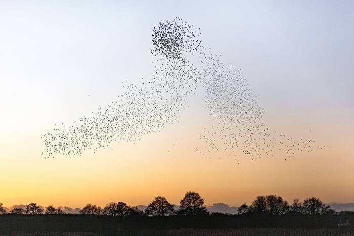 Starlings (Dan Lay)
