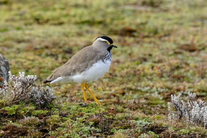 Spot-breasted Lapwing