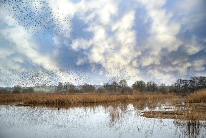 Starlings, Somerset.jpg
