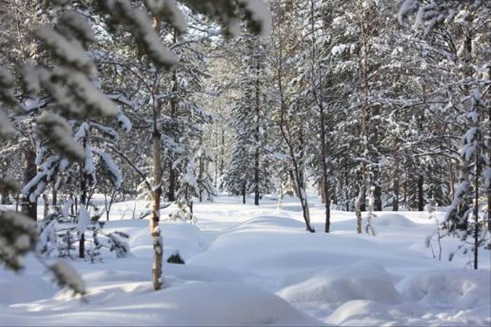 Snow covered forest (Jennifer Horn)