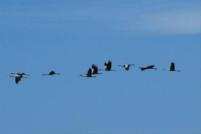 Common Cranes (Graham Dorgan)