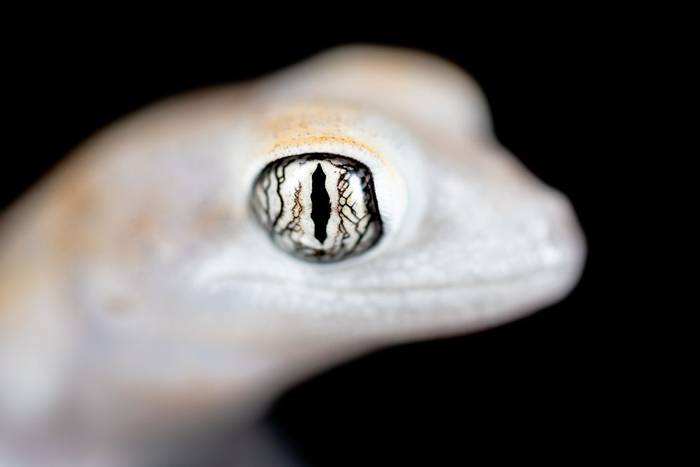 Namib Ghost Gecko (Pachydactylus kochii) © Dan Lay, January 2023