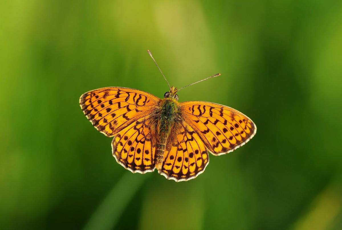 Twin Spot Fritillary Shutterstock 680557735