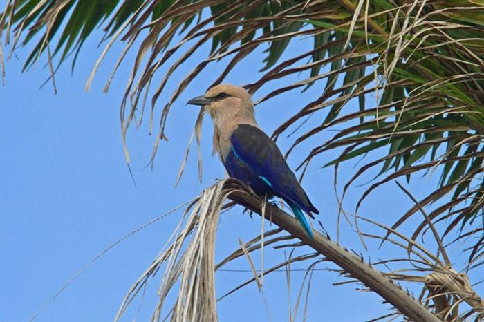 Blue Bellied Roller Gambia 11.10   1