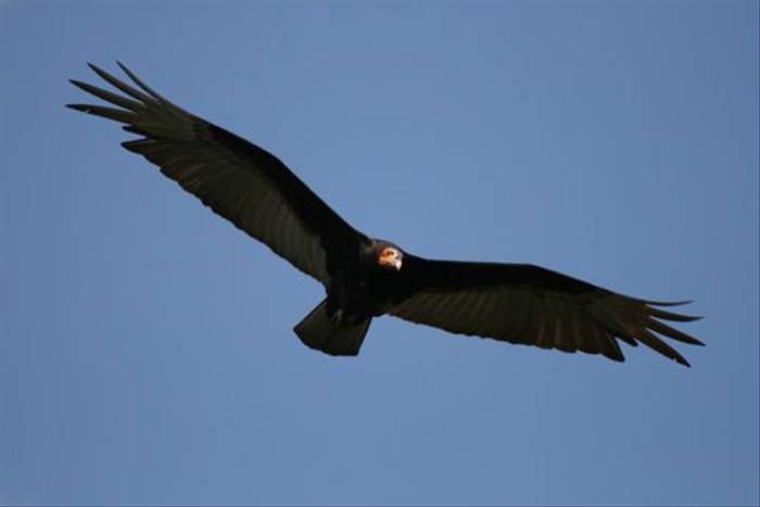 Savannah Vulture (Peter Dunn)