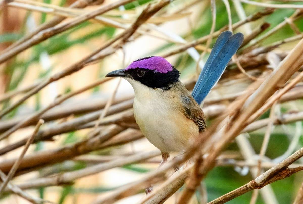 Purple-crowned Fairy-wren