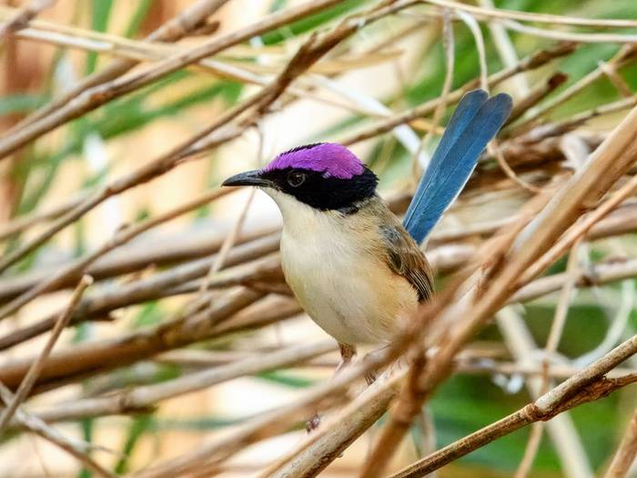 Purple-crowned Fairy-wren