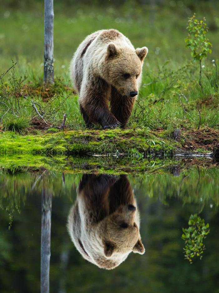 Brown Bear (Will McGugan)