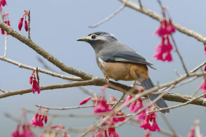 White-eared Sibia © participant Alex Kozlenkov, March 2025