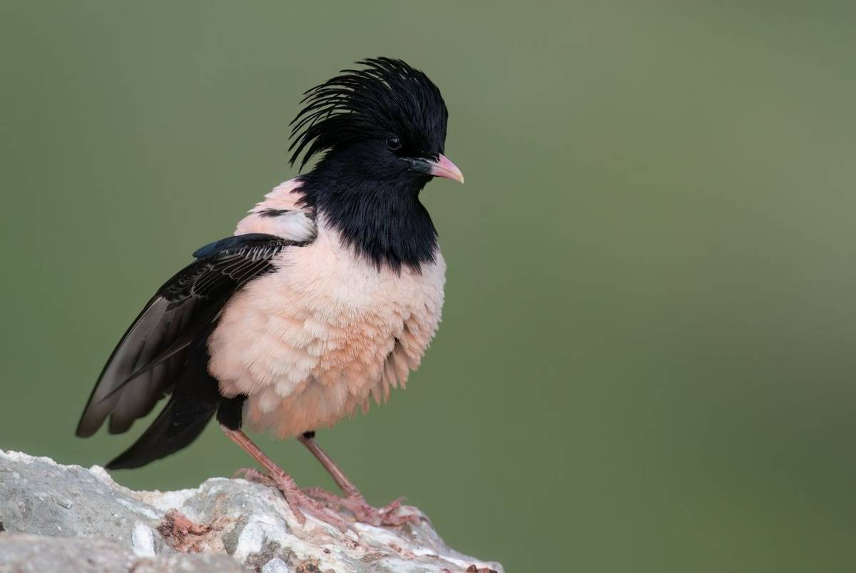 Rosy Starling © Chris Griffin, May 2026