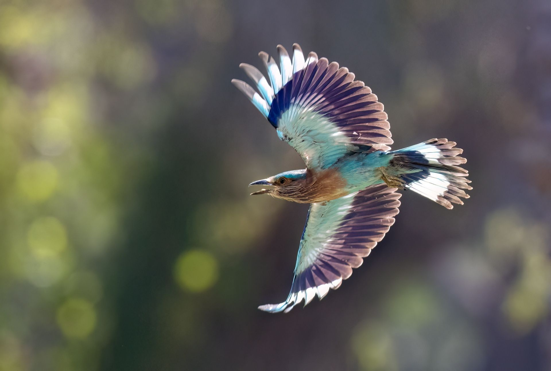 Indian Roller Image