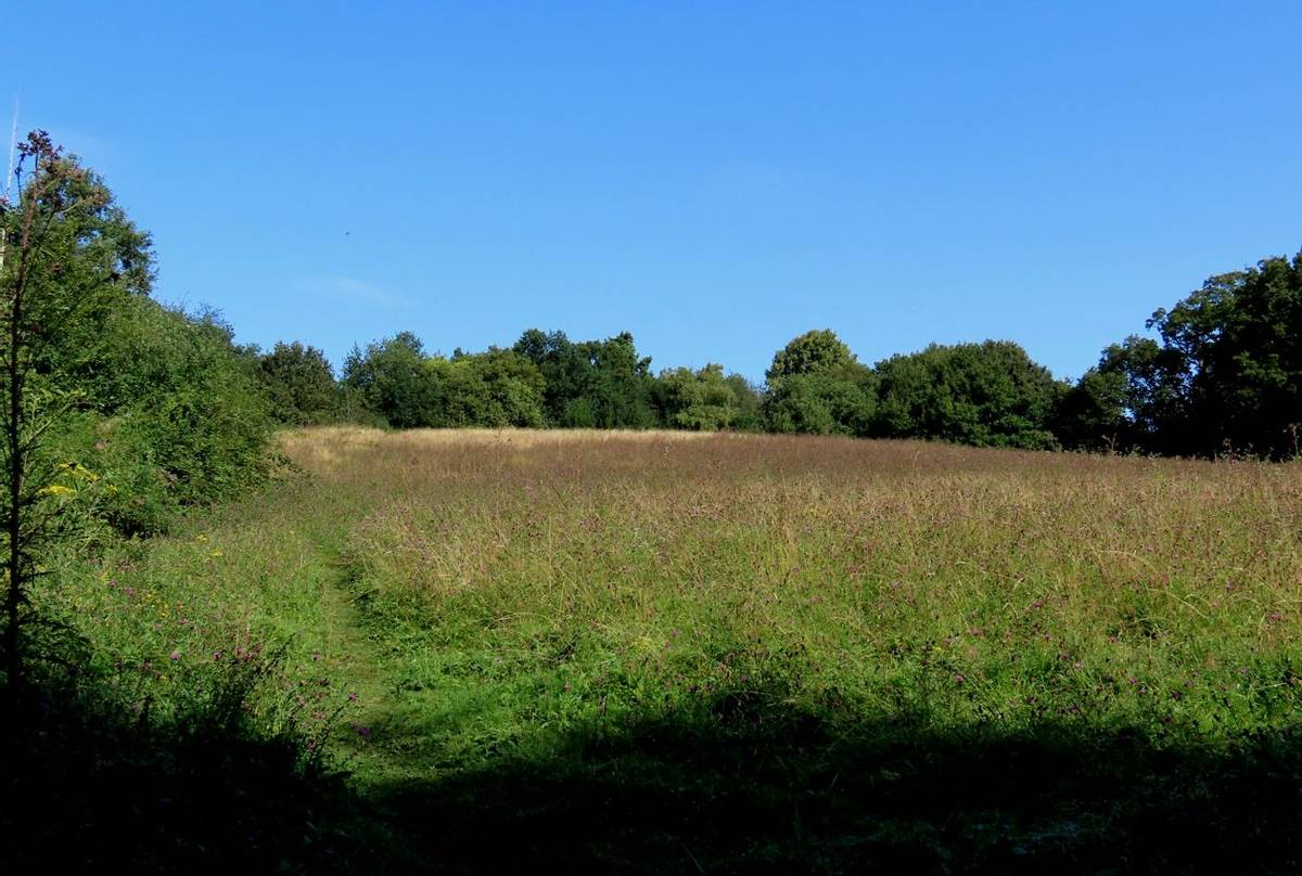 Hitchcock's Meadows.JPG