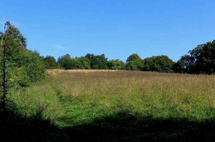 Hitchcock's Meadows.JPG