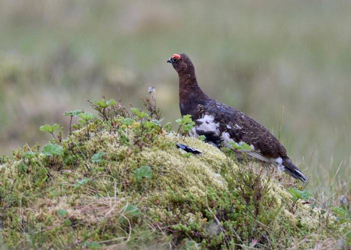 Willow Grouse (Rob Campbell).JPG