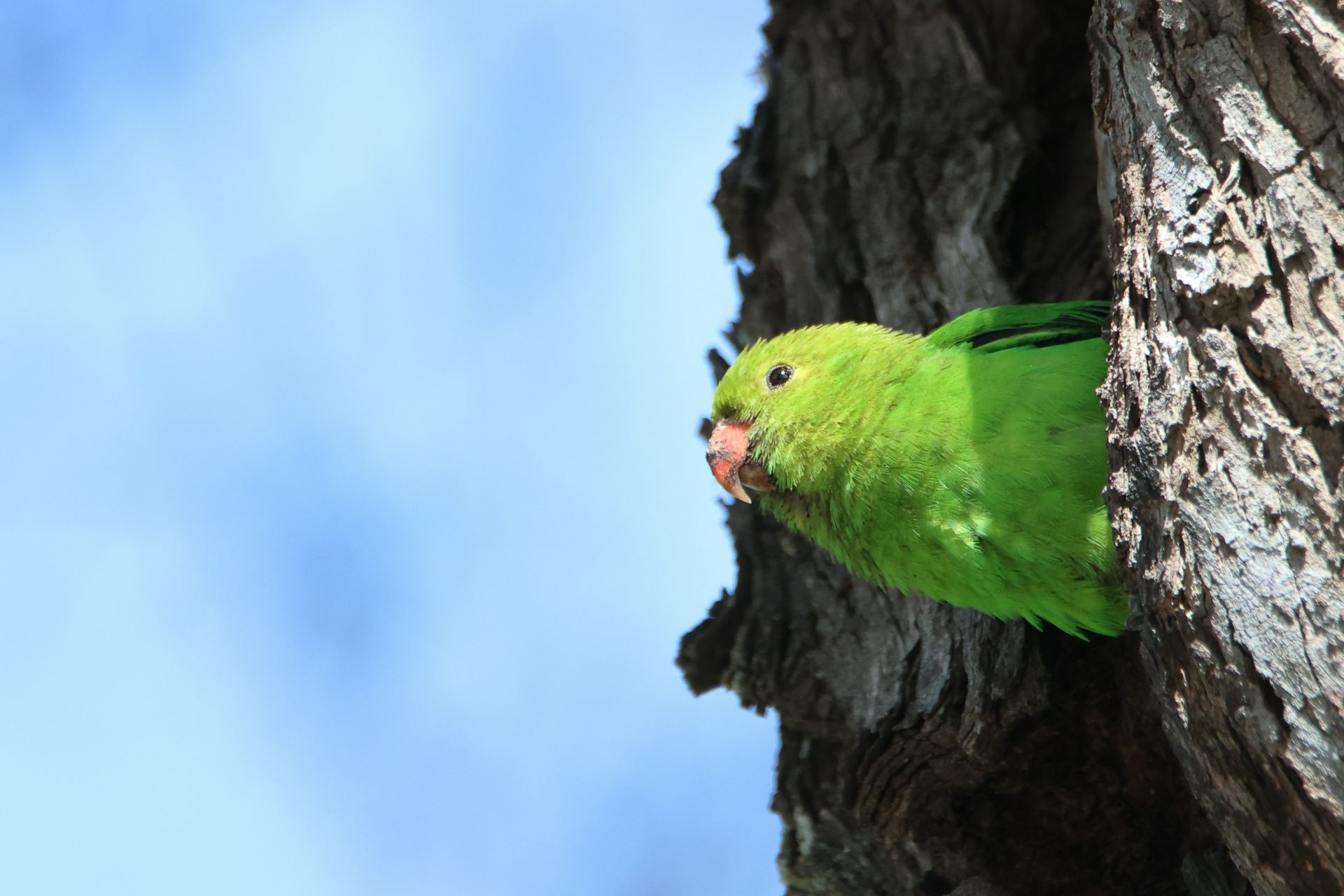 Black-winged Lovebird Image