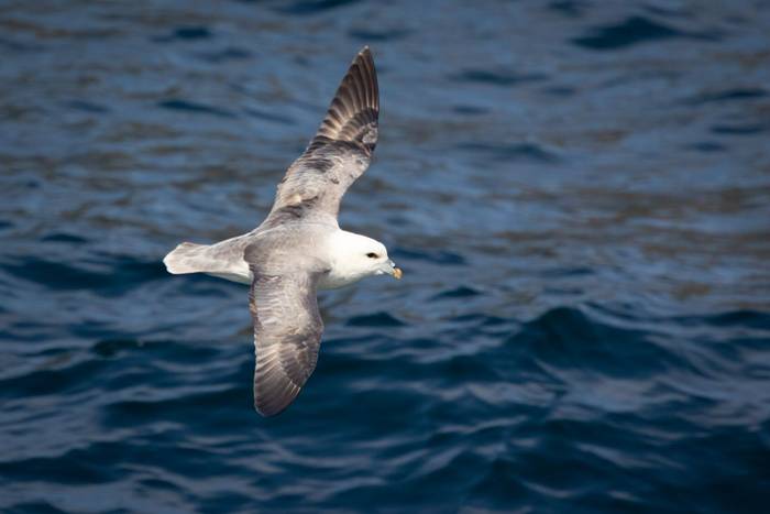 Fulmar (Sara Frost).jpg