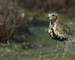 Wildlife - Golden Plover - AdobeStock_226155999.jpeg