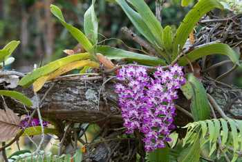 Rhynchostylis retusa (Foxtail Orchid) shutterstock_1697754205.jpg